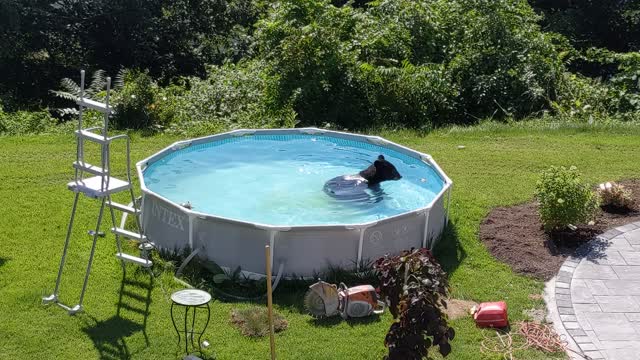 Black Bear Takes a Dip in Backyard Pool