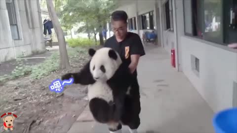 Cute 🐼 panda video