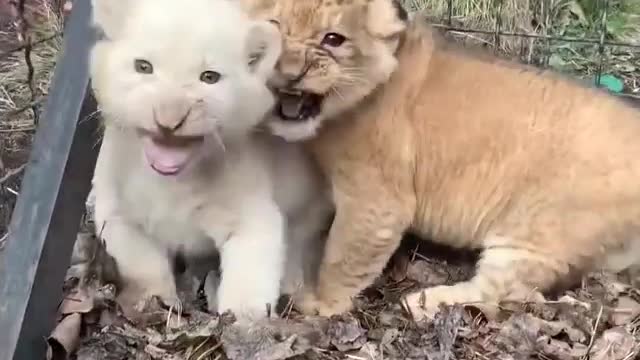 Lovely baby lions