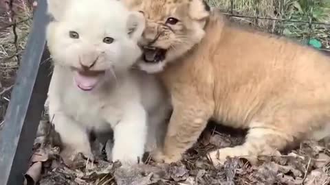 Lovely baby lions