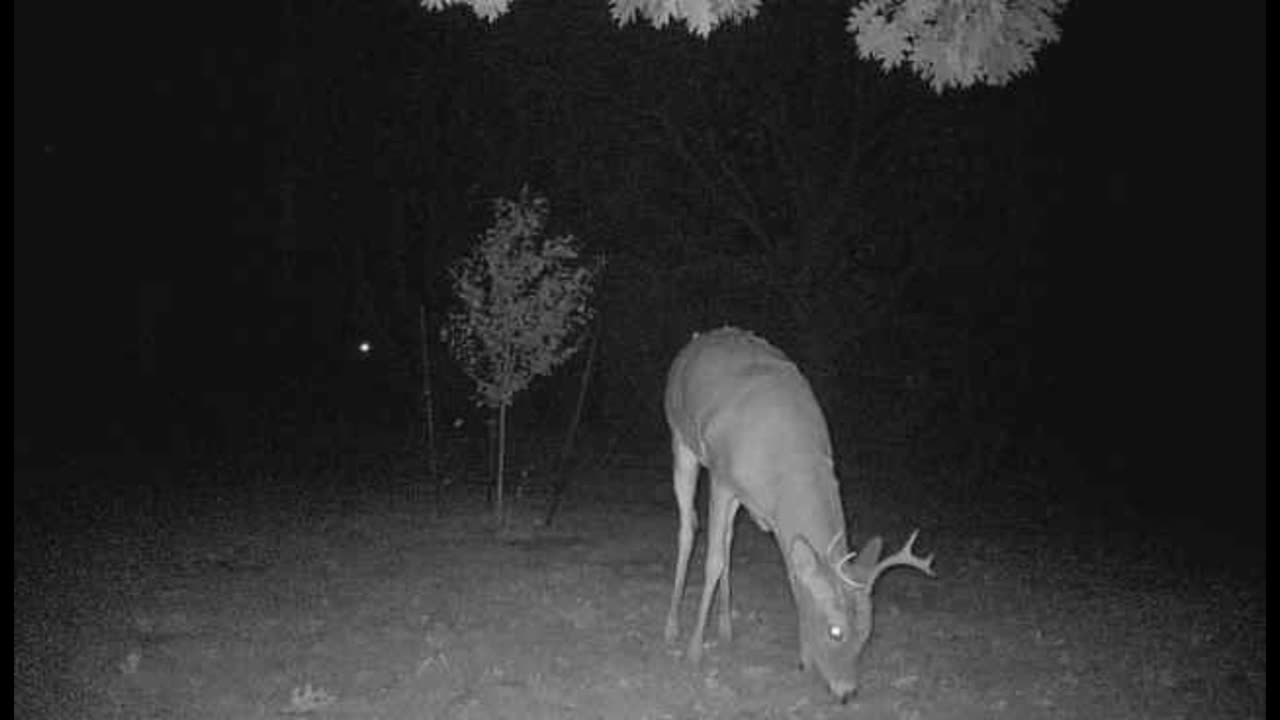 Sorry buddy we picked all the apples already