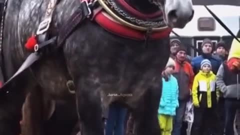Gallant horse