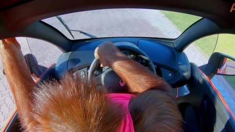 Animal driving a sports car