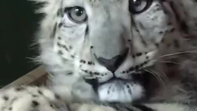 Baby Snow Leopard in British Wildlife Sanctuary