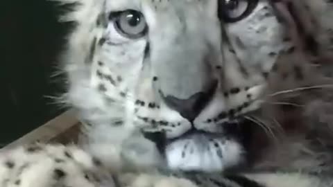 Baby Snow Leopard in British Wildlife Sanctuary