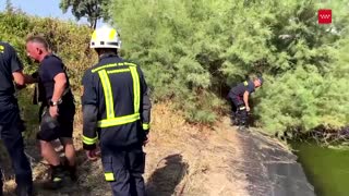 Wild boar rescued from Spanish pond