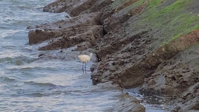 Galveston Bird