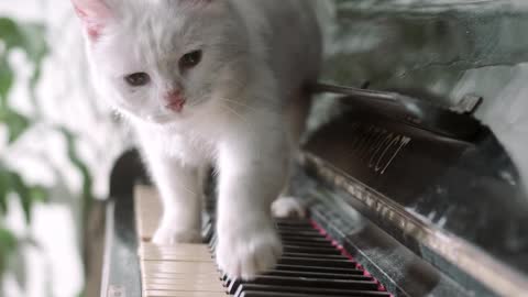 Cat and piano