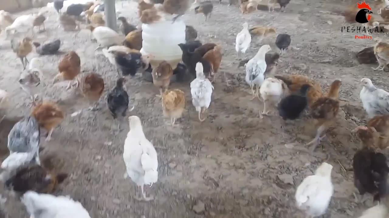 Golden misri hen farming | Poultry farming in Pakistan