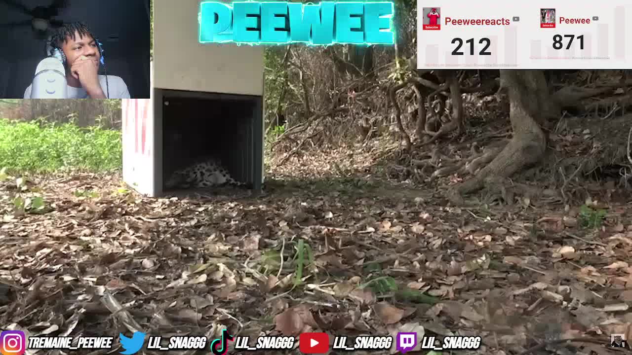 Animals Being FREED For The First Time!