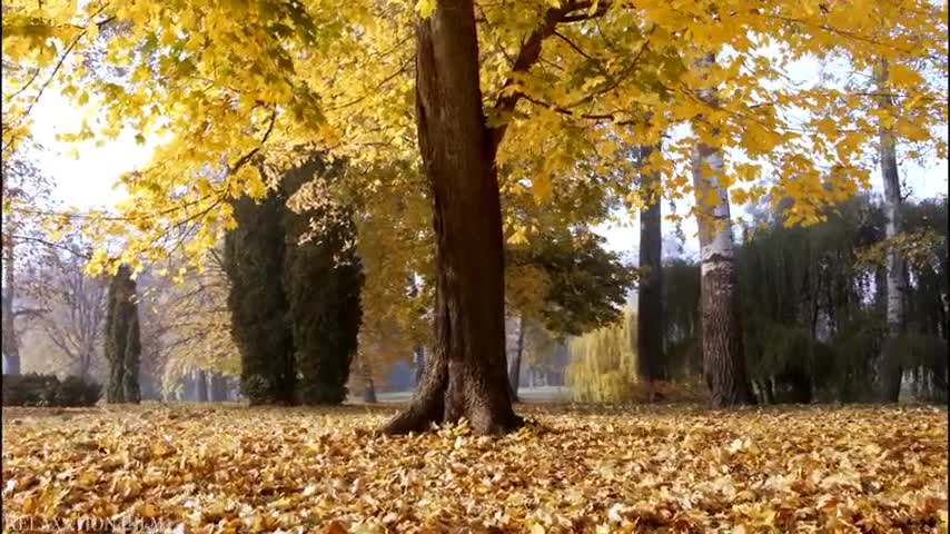 Nature ! Autumn ! 4K ! Relaxation