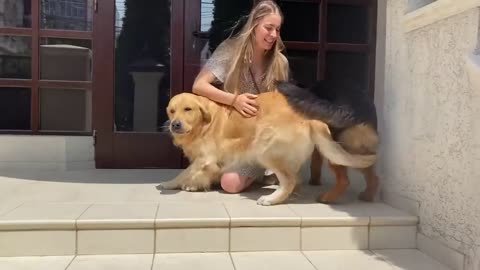 Dog Cries Out In Happiness After Months Apart From Owner