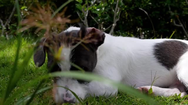 Cute Puppy Lying in Fresh Summer Grass. Slow Motion