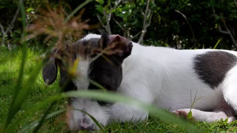 Cute Puppy Lying in Fresh Summer Grass. Slow Motion