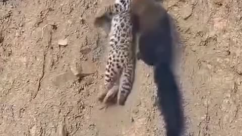 Nilgiri Martin Kill Leopard Cat