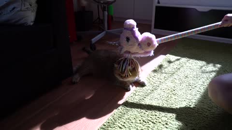 Unicorn