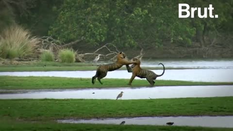 Wildlife in closer view with a natural perspective.