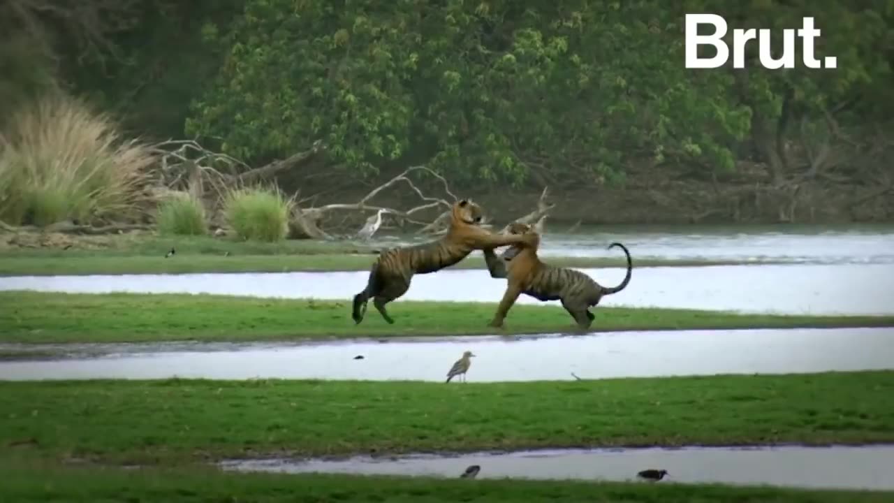 Wildlife in closer view with a natural perspective.