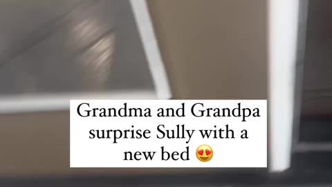 This dog was surprised to see her new bed🐕