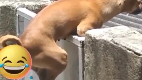 Dog that love gossip 😂