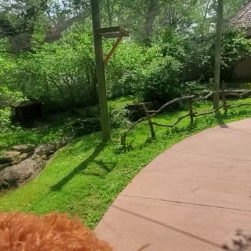 Chocko-Rocko Bear Video Gets Messed Up