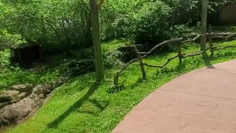 Chocko-Rocko Bear Video Gets Messed Up
