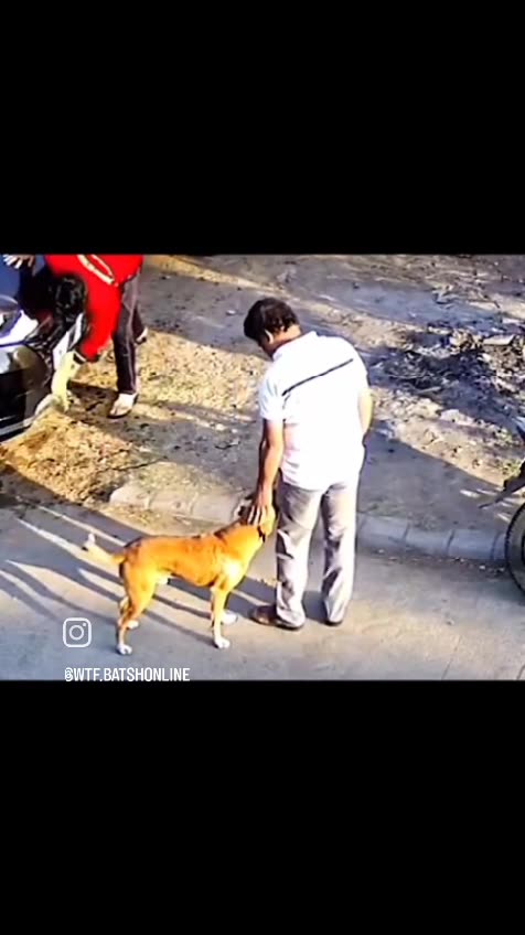 Watch till the end! 👀🐕 This dog seems so sweet at first, but what happens when you pet it? 😱🤔