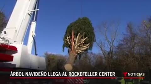 El árbol de Navidad llega al Rockefeller Center en Nueva York #Shorts | Noticias Telemundo