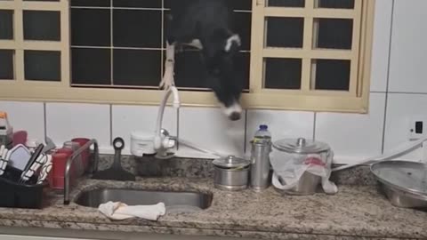 Determined Dog Climbs Through Windows