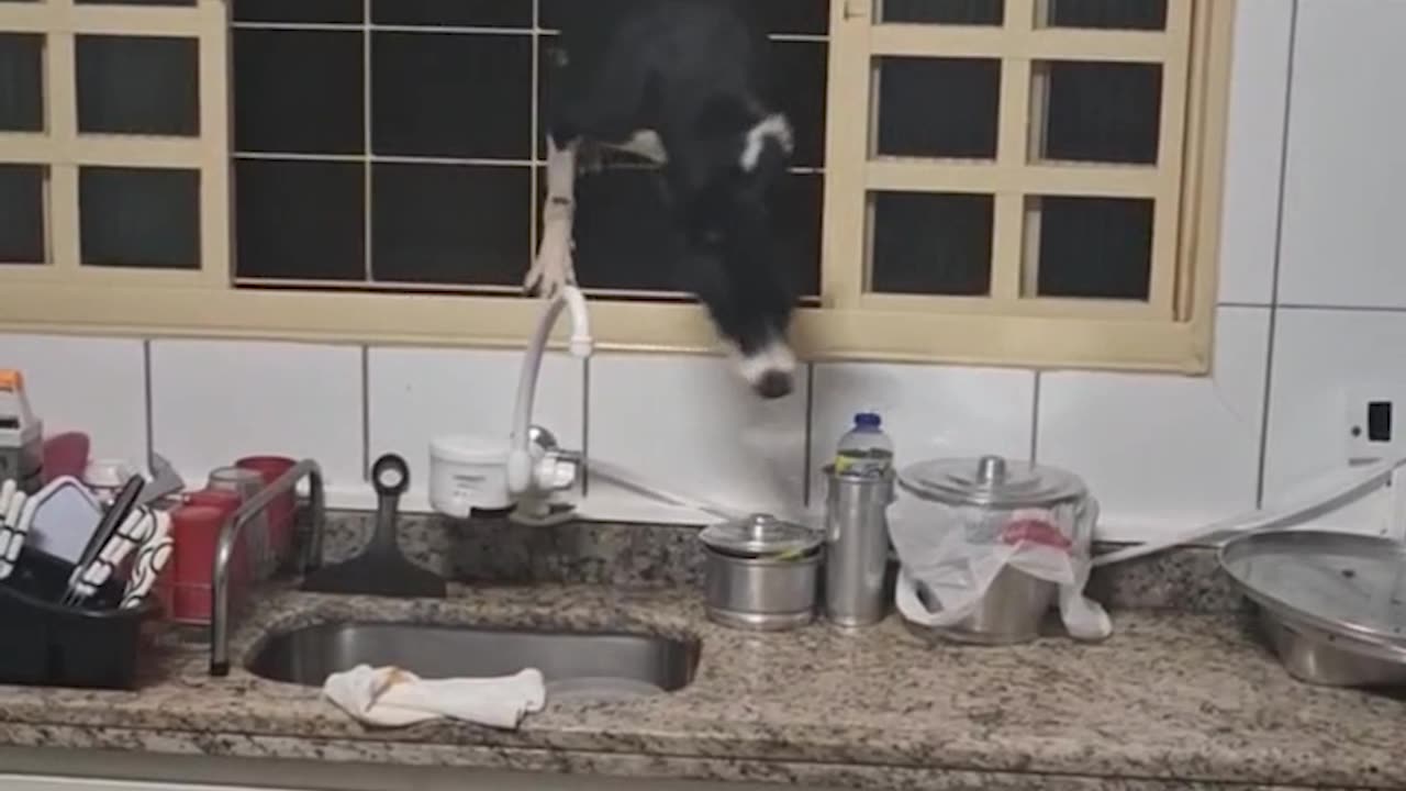 Determined Dog Climbs Through Windows