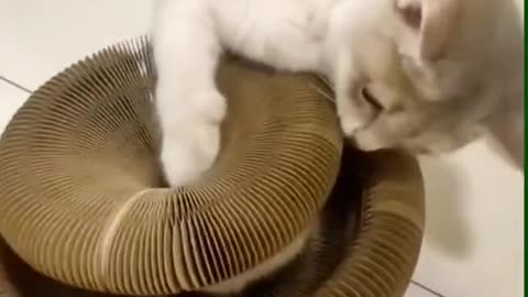 Cute kitten and its new toy