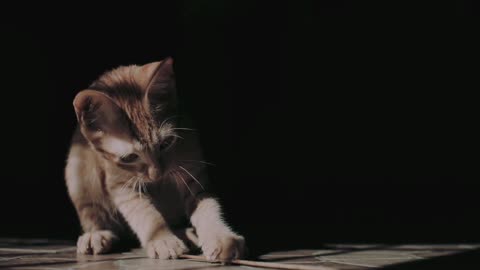 Video for cat lovers