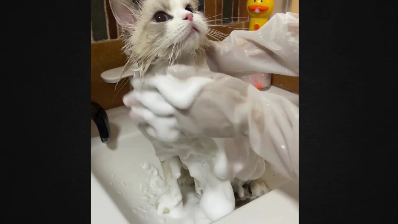 This Kitten’s Adorable Reaction Will Leave You Speechless!