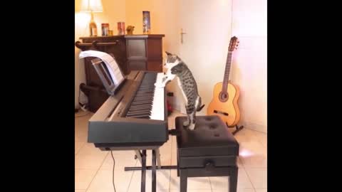 Fun Moments : Pianist Cat