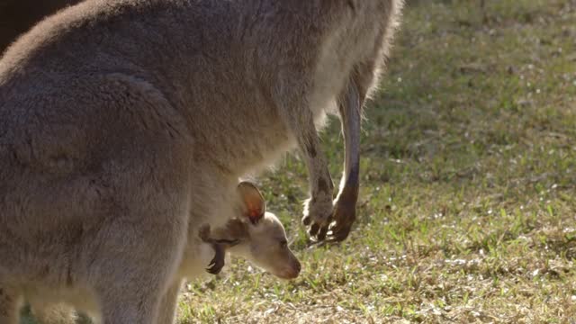 Moms and Their Adorable Babies - Manatee and Kangaroos | Animal World