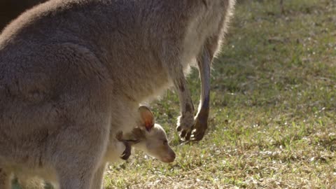 Moms and Their Adorable Babies - Manatee and Kangaroos | Animal World