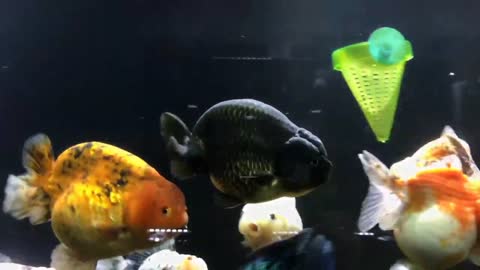 Wow super beautiful goldfish in tank-11