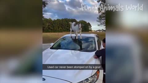 Funny Dogs And Cats Videos 2023 Best Animal Videos Of The Month