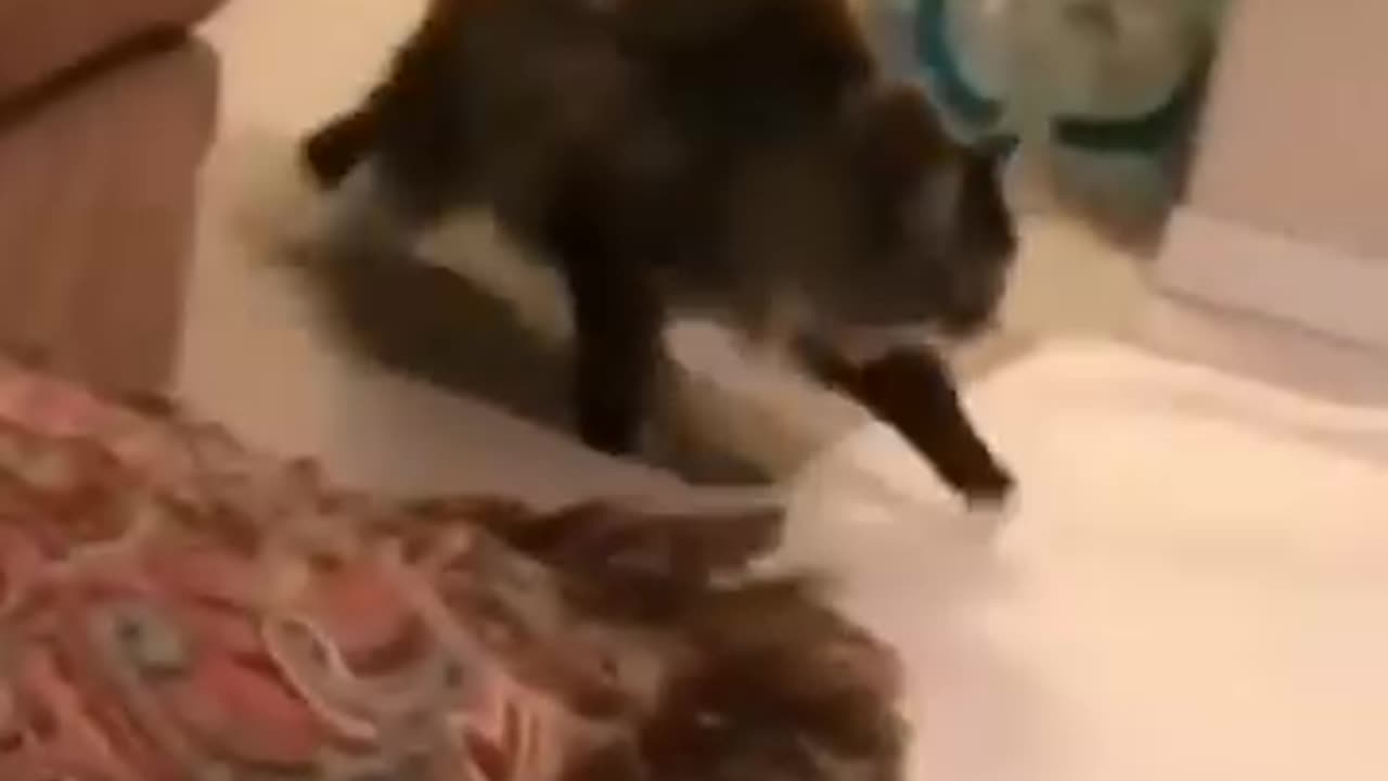 Claws Out Comedy: Hilarious Cat Brawl Breaks Out! cat cat cat...
