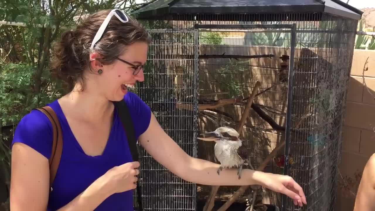 Kookaburra Laughing