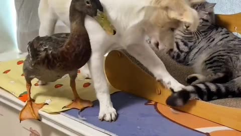 Funny fight among dog cat and duck 😅