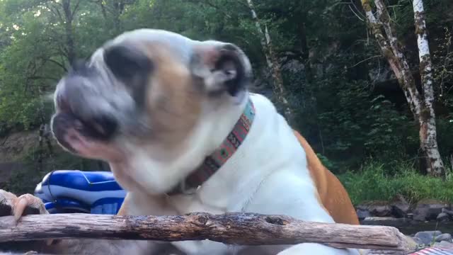 Funny dog 🐕