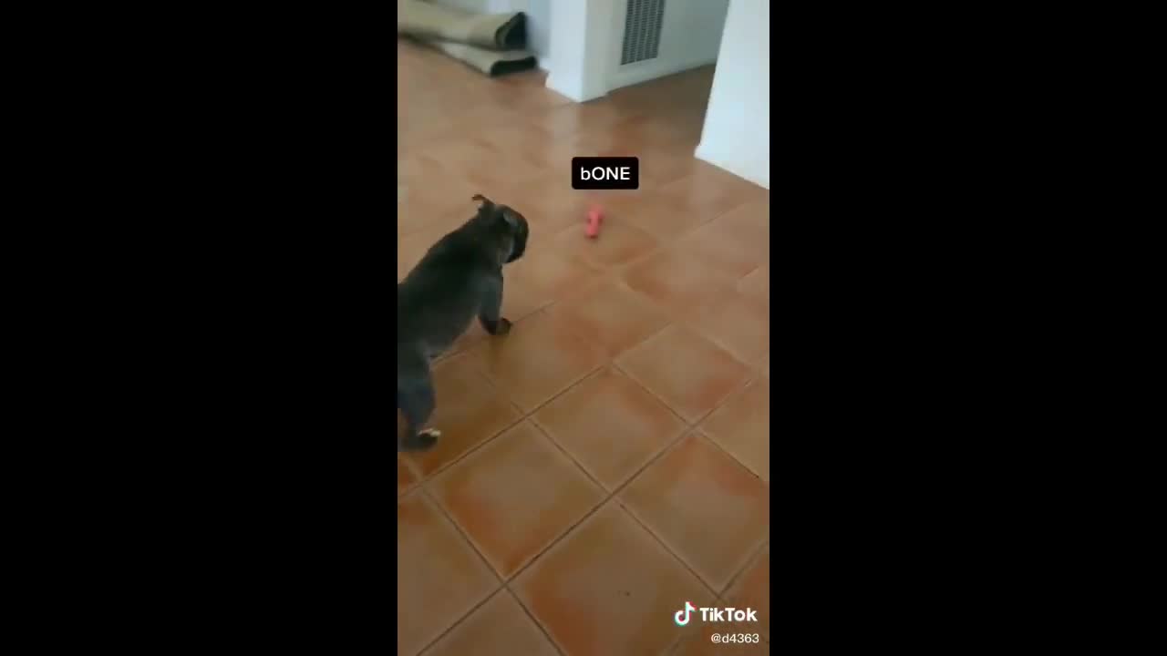 funny cute dog
