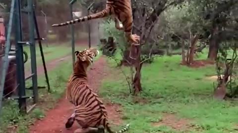 Tiger take amazing jump for meat