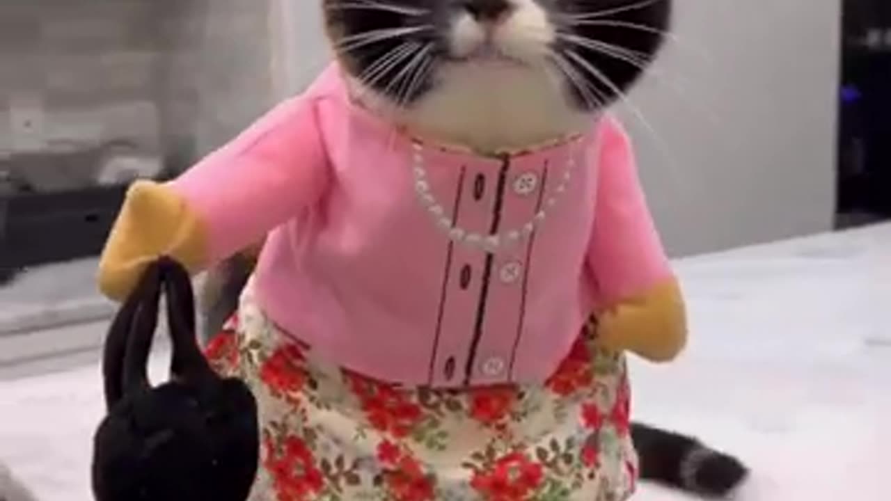 Cat very funny video