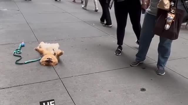 Just another day of frightening passerbys on the nyc sidewalk