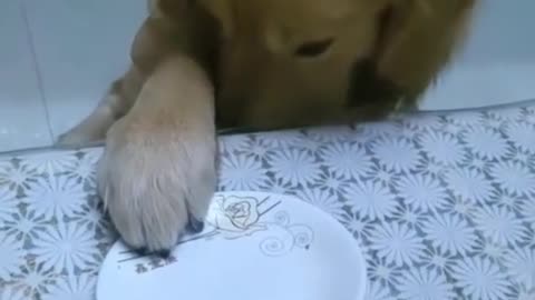 Dog eating pizza video