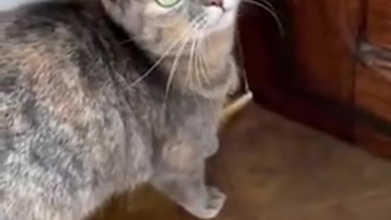 Purr-fectly Hilarious: The Acrobatic Cat Circus