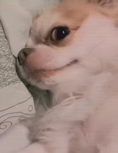 Cuteeeeee doggg #shorts #cut #cut animal