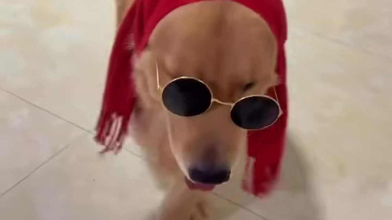 Funnydog||style